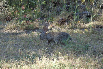 A desert cottontail enjoying a day in the Tehachapi Mountains, Kern County, California.