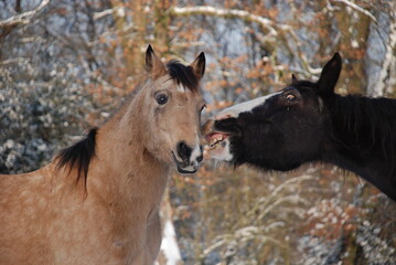 Pferdeherde im Schnee