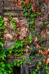 dried up ivy on old house facade, Alsace France.