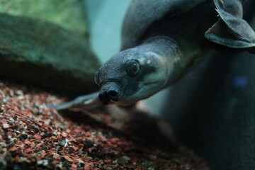 Softshell Turtle