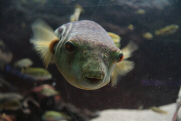 Fish