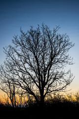 Fototapeta na wymiar Tree