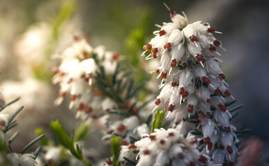 Erica carnea in bloom, white heather, flowers