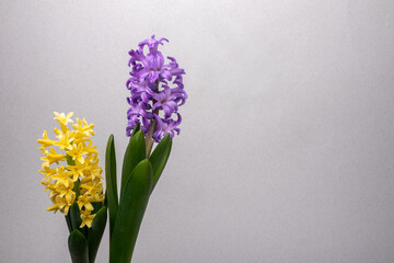 two blooming hyacinths on a gray background