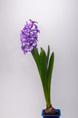 purple blooming hyacinth on a gray background