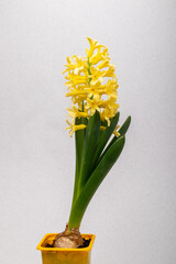 yellow blooming hyacinth on a gray background