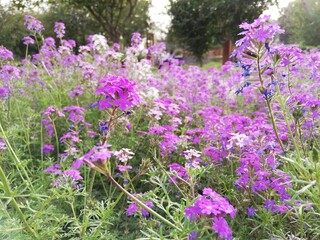 Obraz premium Tiny Lavender Garden Verbena flowers, blooming in the field. Spring season. High Quality.