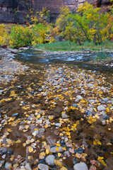 USA, Utah, Zion National Park. Fallen Leaves in The Narrows.