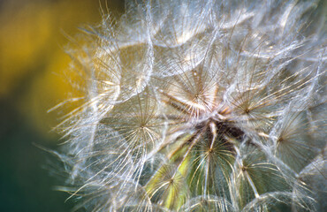 Seeds of the dandelion plant, close-up