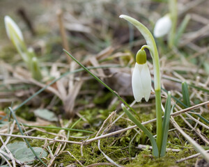 The first spring flowers are white snowdrops against the background of last year's dry grass.