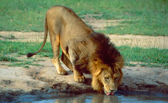 Botswana: Lion Drinking In Shamwari Game Reserve