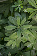 Fototapeta premium green leaves background