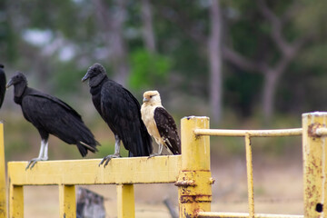 vulture and eagle in the wild