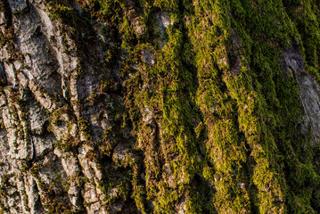 Texture Of Wood. Embossed texture of the bark of oak. Panoramic photo of the oak texture with moss.