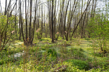 Summer in the forest swamp
