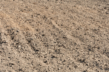 empty clean agriculture field, background and texture for design, copy space, eco farming and organic agriculture concept. The field after harvesting.