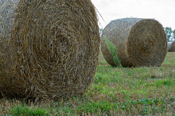 Round golden straw bales lie on the field after the grain harvest. A bale of hay close-up. The harvest season of grain crops.