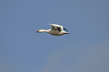 Fototapeta na wymiar Snow goose in the Netherlands in flight.