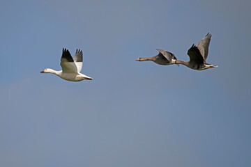 Snow goose in the Netherlands in flight.