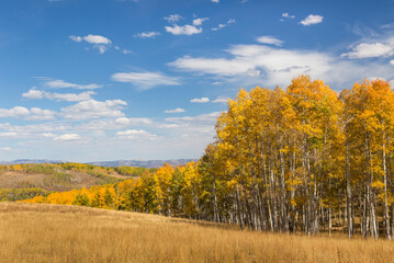 Fototapeta premium USA, Utah, Manti-La Sal National Forest. Landscape of fall aspen trees.