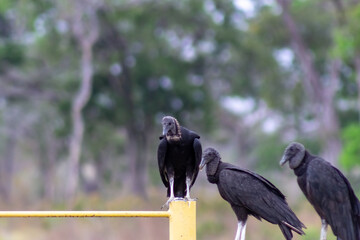 vulture on the ground
