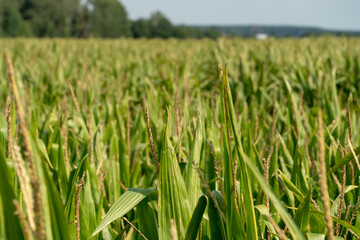 A cornfield against a blue sky. Ecological farming.