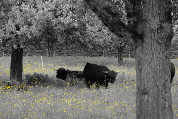 black and white cows