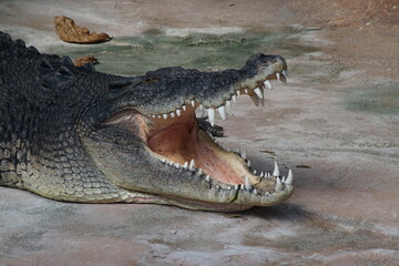 crocodile in the water