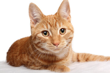 Beautiful cat in front of a background