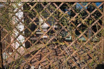 Pergola with tangled branches of the rose shrivel in early spring