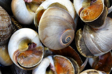 Variety of shelled escargot seafood in full frame format