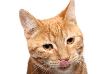 Beautiful cat in front of a background