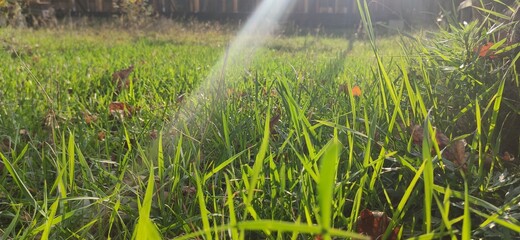 Sunbeam on the grass