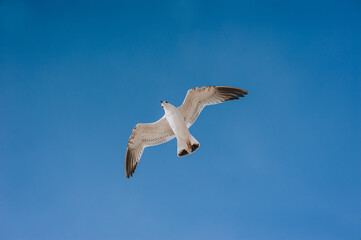A beautiful lonely seagull flies, soars at a height against the background of the blue sky and clouds.