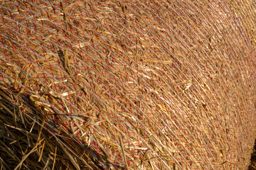 Round golden straw bales lie on the field after the grain harvest. A bale of hay close-up. The harvest season of grain crops.