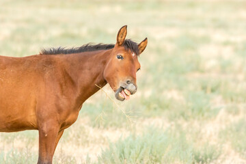 Naklejka na ściany i meble USA, Utah, Tooele County. Wild horse colt trying to eat some brush.