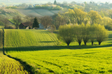 Beautiful spring rural landscape with green fields