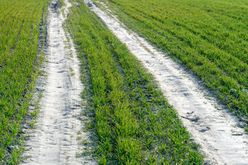 Young wheat seedlings growing in a soil. Green shoots of young winter wheat, in late autumn on a farm sunny field. A dirt road runs through a wheat field.