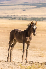USA, Utah, Tooele County. Wild horse foal close-up.
