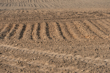 empty clean agriculture field, background and texture for design, copy space, eco farming and organic agriculture concept. There are traces of wheeled harvesting equipment on the sand.