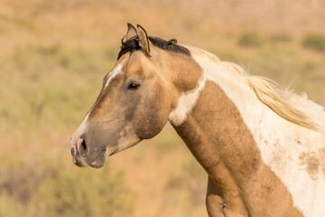 USA, Utah, Tooele County. Wild horse head close-up.