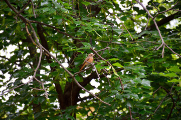 the nightingale sits on a dry branch surrounded by green leaves, the bird holds prey in its beak
