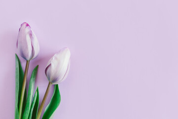 Tender violet tulips on pastel violet background. Greeting card for Women's day.