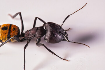 Major Arbeiterin der afrikanischen Goldameise Camponotus fulvipilosus vor weißem Hintergrund
