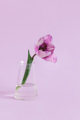 Tender violet tulip in a glass vase on pastel violet background.