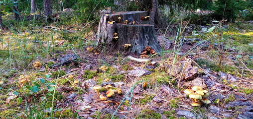 mushrooms in the grass. Forest. Belovezhskaya Pushcha, Kamenyuki, Belarus.