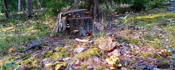 mushrooms in the grass. Forest. Belovezhskaya Pushcha, Kamenyuki, Belarus.
