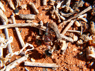 Rhytidoponera kämpft gegen Camponotus