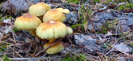 mushrooms in the grass. Forest. Belovezhskaya Pushcha, Kamenyuki, Belarus.