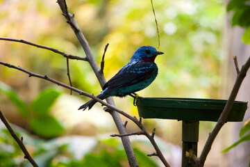 Cotinga de cayenne